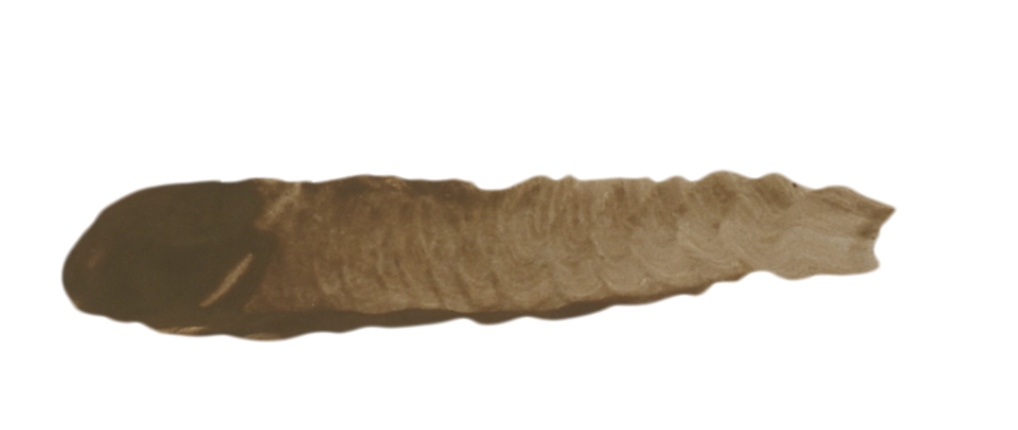 SC12 GOBI BROWN